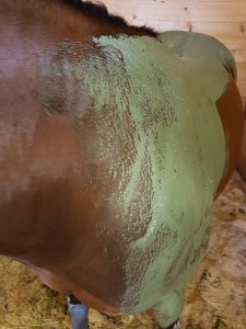 vue d'un enveloppement aux algues sur cheval